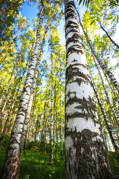 Summer in sunny birch forest — Stock Photo, Image