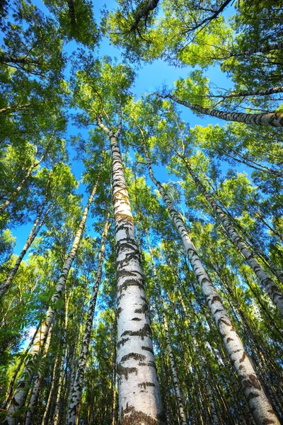 Verão na ensolarada floresta de bétula — Fotografia de Stock