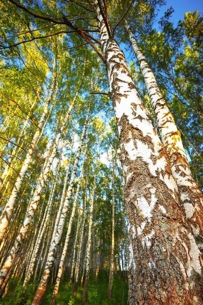 Summer in sunny birch forest — Stock Photo, Image