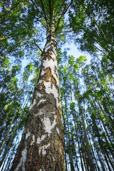 Summer in sunny birch forest — Stock Photo, Image