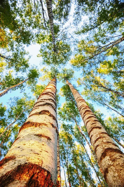 Estate nella soleggiata foresta di betulle — Foto Stock