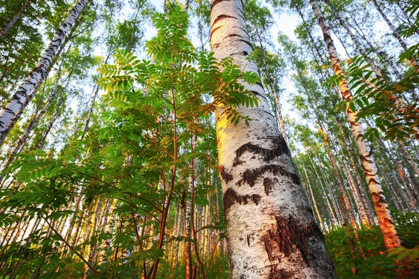 Verão na ensolarada floresta de bétula — Fotografia de Stock