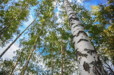 Yaz aylarında güneşli huş ağacı orman