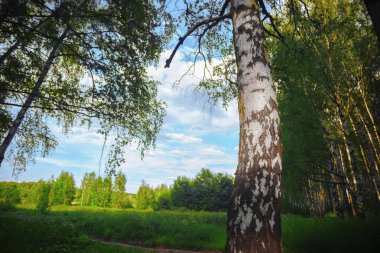 Yaz aylarında güneşli huş ağacı orman