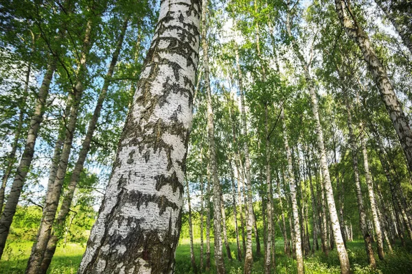 Estate nella soleggiata foresta di betulle — Foto Stock