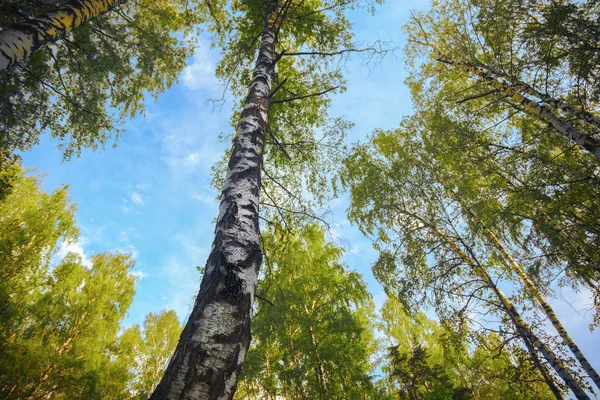 Sommer im sonnigen Birkenwald — Stockfoto