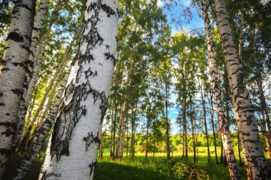 Yaz aylarında güneşli huş ağacı orman