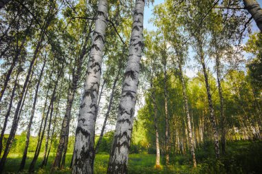 Yaz aylarında güneşli huş ağacı orman