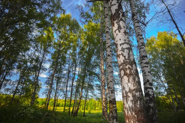 Yaz aylarında güneşli huş ağacı orman