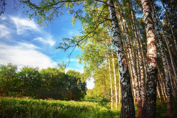 Estate nella soleggiata foresta di betulle — Foto Stock