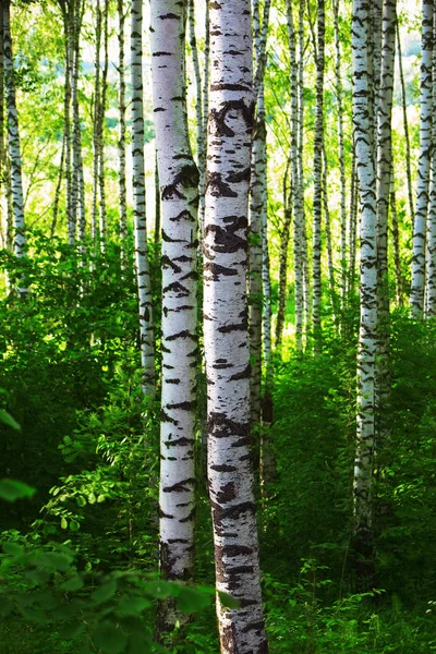 Verão na ensolarada floresta de bétula — Fotografia de Stock