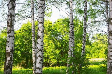 Yaz aylarında güneşli huş ağacı orman
