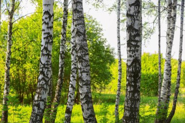 Yaz aylarında güneşli huş ağacı orman