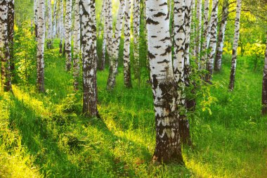 Yaz aylarında güneşli huş ağacı orman