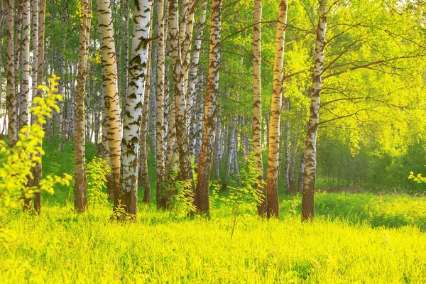 Zomer in zonnige berk bos — Stockfoto