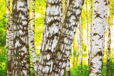 Yaz aylarında güneşli huş ağacı orman