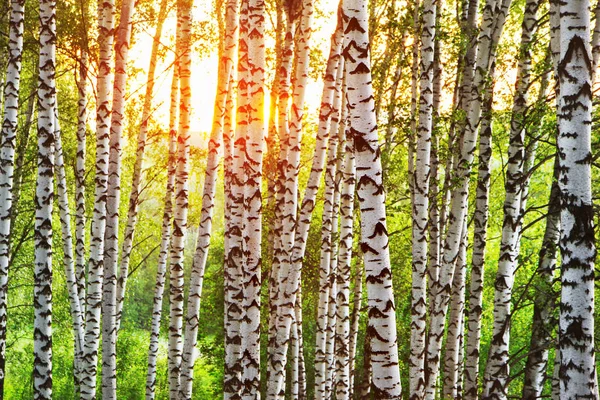 Літо в сонячному березовому лісі Ліцензійні Стокові Фото