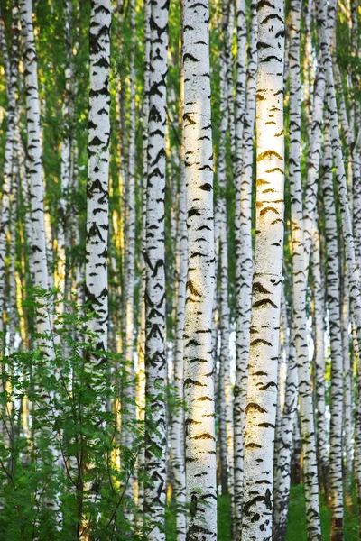 Summer in sunny birch forest — Stock Photo, Image