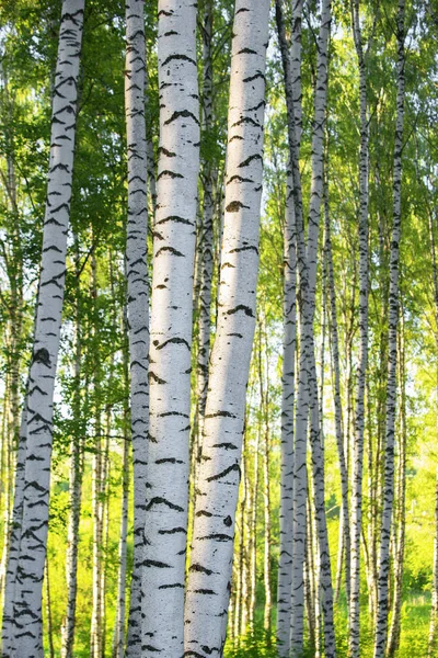 Sommar i soliga björkskogen — Stockfoto