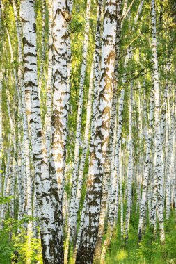 Yaz aylarında güneşli huş ağacı orman