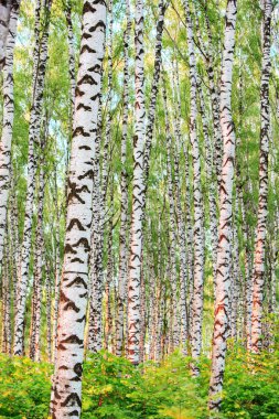 Yaz aylarında güneşli huş ağacı orman