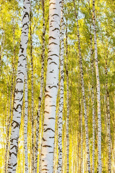 Summer in sunny birch forest — Stock Photo, Image