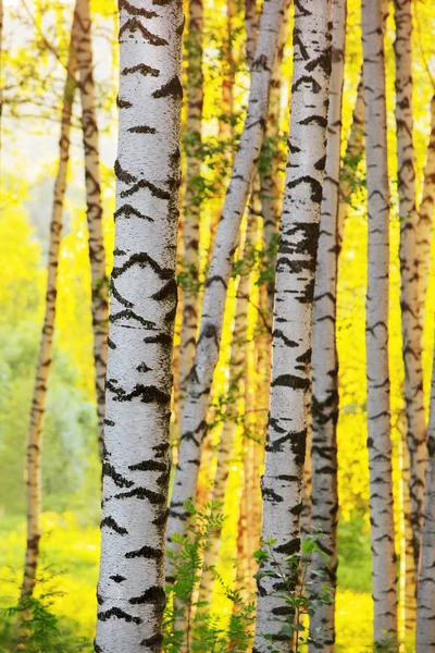 Verão na ensolarada floresta de bétula — Fotografia de Stock