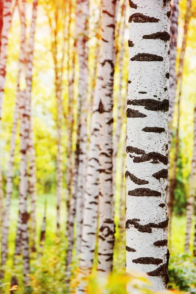 Verão na ensolarada floresta de bétula — Fotografia de Stock