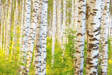 Yaz aylarında güneşli huş ağacı orman