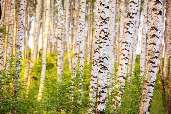 Verão na ensolarada floresta de bétula — Fotografia de Stock