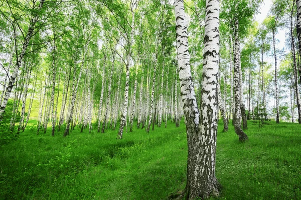 Yaz aylarında güneşli huş ağacı orman Telifsiz Stok Imajlar