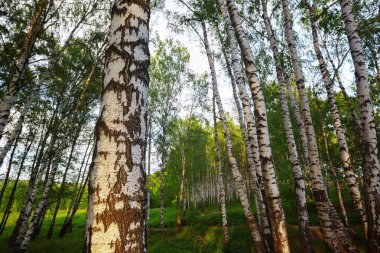 Yaz aylarında güneşli huş ağacı orman