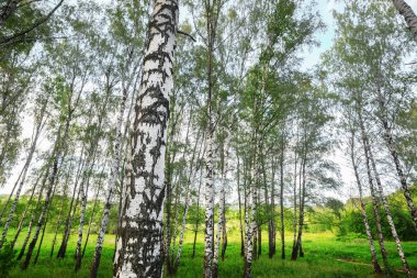 Yaz aylarında güneşli huş ağacı orman
