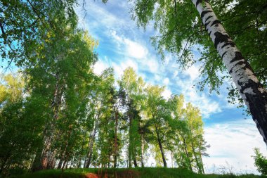 Yaz aylarında güneşli huş ağacı orman