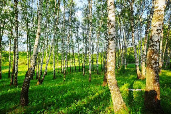 Sommar i soliga björkskogen — Stockfoto