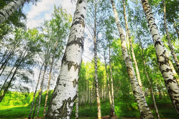 Verão na ensolarada floresta de bétula — Fotografia de Stock