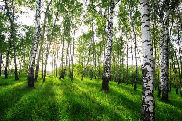 Estate nella soleggiata foresta di betulle — Foto Stock