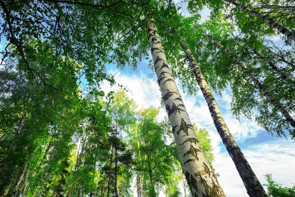 Estate nella soleggiata foresta di betulle — Foto Stock