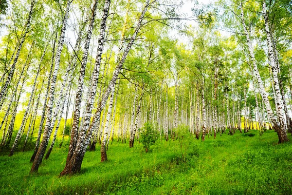 Yaz aylarında güneşli huş ağacı orman