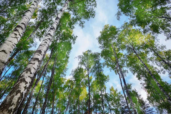 Verão na ensolarada floresta de bétula — Fotografia de Stock