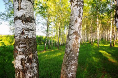 Yaz aylarında güneşli huş ağacı orman