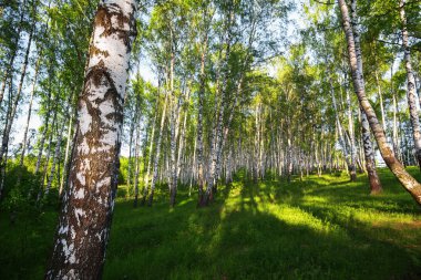 Yaz aylarında güneşli huş ağacı orman