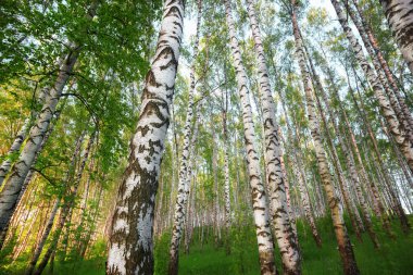 Yaz aylarında güneşli huş ağacı orman