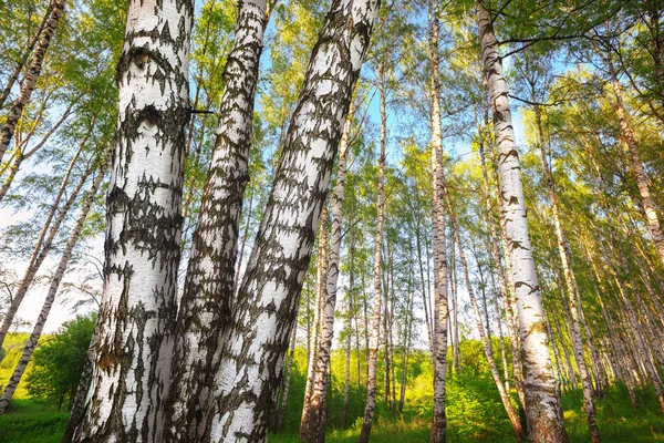 Estate nella soleggiata foresta di betulle — Foto Stock