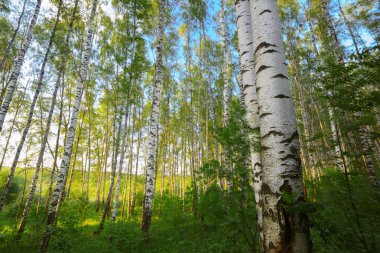 Yaz aylarında güneşli huş ağacı orman
