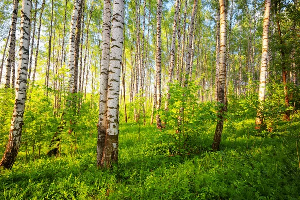 Estate nella soleggiata foresta di betulle — Foto Stock
