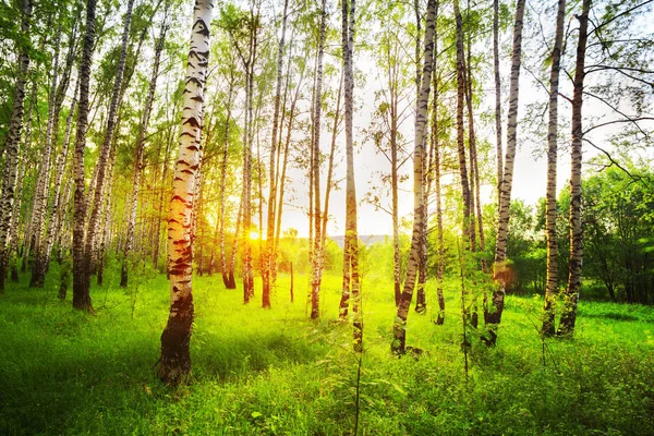 Verão na ensolarada floresta de bétula — Fotografia de Stock