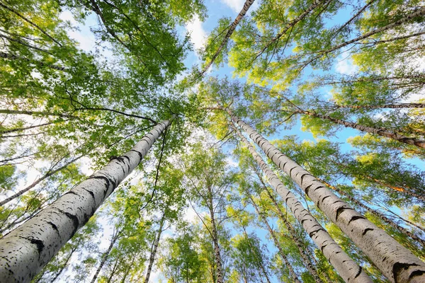 Літо в сонячному березовому лісі Ліцензійні Стокові Зображення