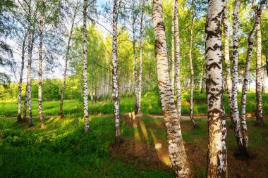 Yaz aylarında güneşli huş ağacı orman