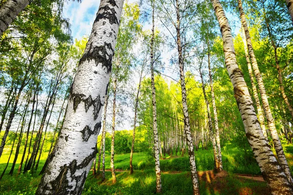 Verão na ensolarada floresta de bétula — Fotografia de Stock